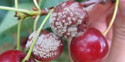 Защита сливы и вишни от болезней и вредителей