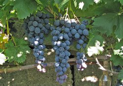 Страшенский - сорт винограда позднего срока созревания